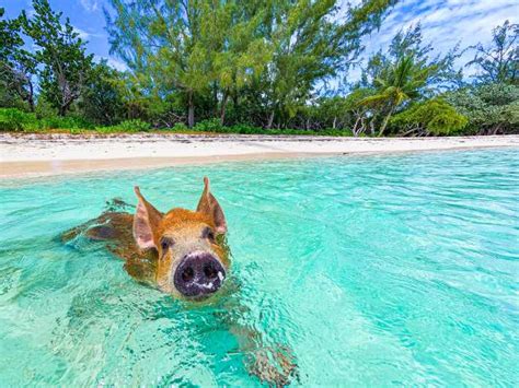 Swimming with Pigs and More: Unique Pearl Island。